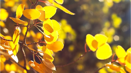 autumn - leaves, nature, seasons, autumn