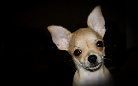 *** Chihuahua *** - animal, dogs, anmals, chihuahua