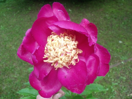 Favored Peony - nature, peony, garden, photo