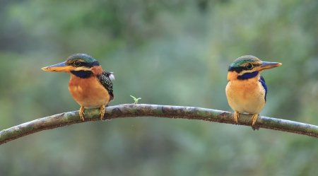 *** Kingfishers *** - birds, animal, animals, kingfisher