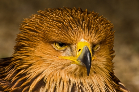 *** Falcon *** - birds, animal, animals, falcon