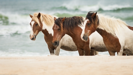 *** Horses *** - animal, horses, animals, hors