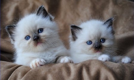 two cute ragdoll kittens - cute, cats, kittens, animals