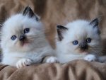 two cute ragdoll kittens