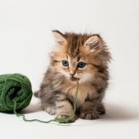 An Adorable Kitty!!