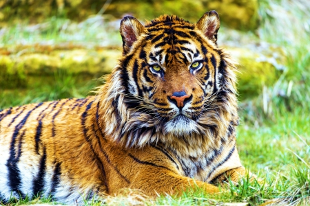 Siamese Tiger - nature, predator, wildlife, cat