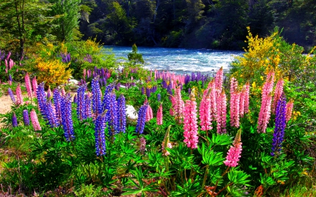 RIVERSIDE LUPINS - river, blossoms, forest, lupins