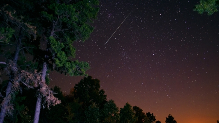 gorgeous starry night above a pine forest - pines, night, forest, stars, sky