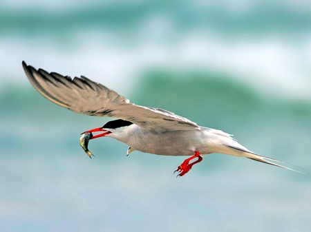 Common Tern - fish, nature, tern, birds