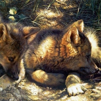 Wolf Pups