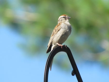 bird on antenna - singing, wildlife, bird, sparrow