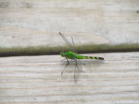 dragonfly - butterfly, insect, bug, nature