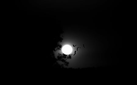 dark night - moon, wp, dark, sky