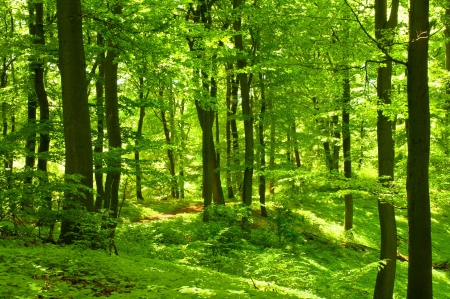 Forest greenery - nice, branches, trees, greenery, summer, lovely, spring, nature, pretty, woods, beautiful, leaves, green