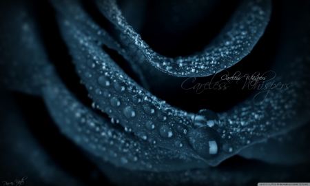 BLACK ROSE CARELESS WHISPERS - close up, rain, rose, black, photos, nature, macro, flowers, drops