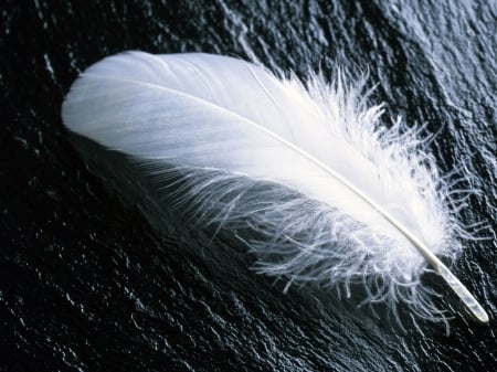 WHITE FEATHER ON WOOD - birds, feather, cool, white, nature, macro, black and white, feathers, texture, close up