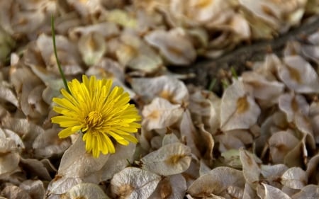 DANDELION IN MACRO