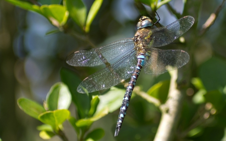 DRAGONFLY IN NATURE - nature, close up, bugs, macro, dragonfly, insects, spring, photos