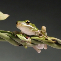 FROG ON A VINE