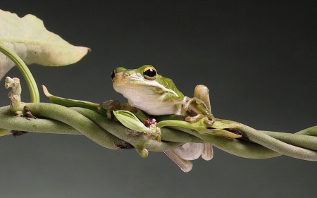 FROG ON A VINE - photos, frogs, cool, nature, vine, tropical, macro, animals, close up, wild