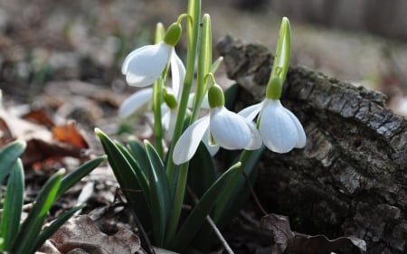 MACRO OF SNOWDROPS - close up, beauty, snowdrops, field, lovely, spring, photos, nature, macro, woods, beautiful, flowers