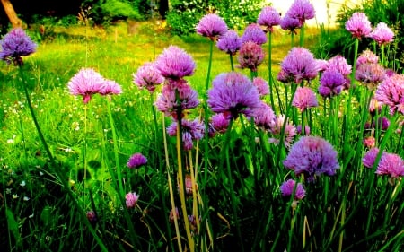 SLOVAKIA SEDLICE - Sedlice, flowers, Slovakia, field