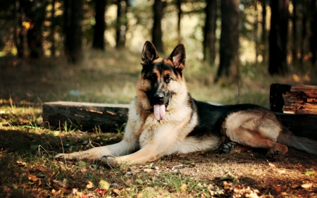 German shepherd - german, animals, dog face, face, pretty, dog, dogs, shepherd, cute, puppy, lovely, playful, forest, beautiful, playful dog, sweet, puppies