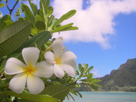 Plumeria Frangipani tree plant overlooking Bora Bora Paradise island Tahiti Polynesia - beach, aqua, pacific, paradise, polynesian, escape, polynesia, french, bora bora, atoll, lagoon, plant, holiday, y, south, tree, sand, plumeria, ocean, frangipani, islands, bush, tropical, exotic, blue, society, island, flowers, sea, tahiti, flower