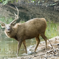 Deer By A River