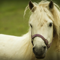 White Horse In A Field