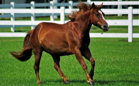 Brown Horse Galloping - nature, pony, brown horse, horse, animals