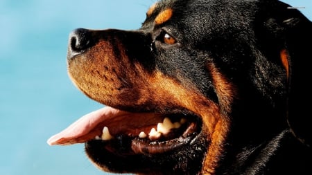 Rottwailer - pretty, beautiful, dog face, puppies, lovely, playful dog, sweet, playful, dogs, cute, face, puppy, animals