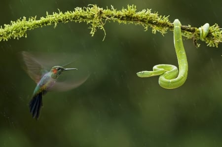 Chance Encounter - nature, beauty, bird, snake