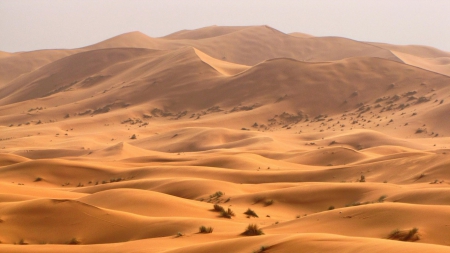 Desert - nature, desert, sand, dunes