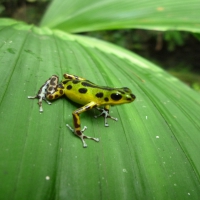 Spotted Frog