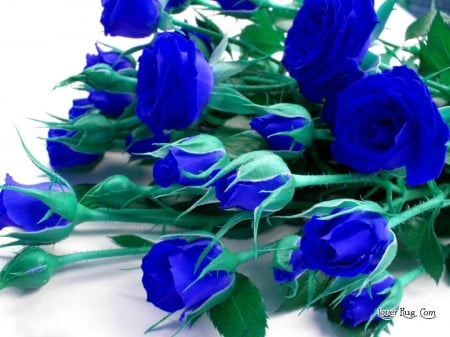 Beautiful Blue - bunch, of, blue, beautiful