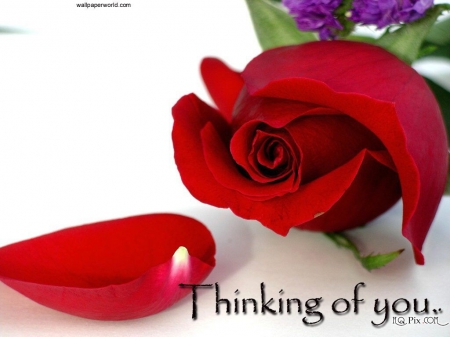 Love like this - rose, you, red, beautiful