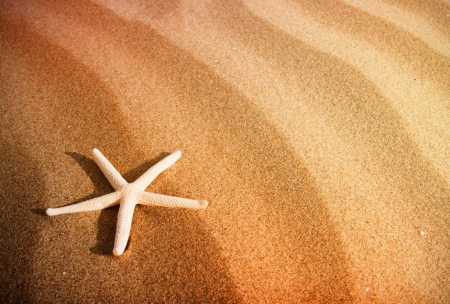 Starfish - starfish, sand, star, sea