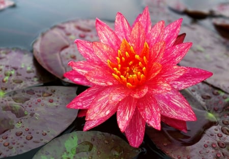 Water Lily - flowers, water lily, nature, wanvisa