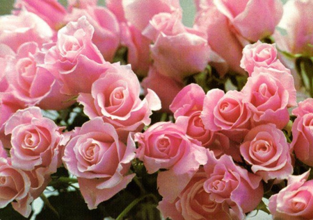 Pink Roses Bouquet - roses, pink, pretty, lovey