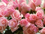 Pink Roses Bouquet