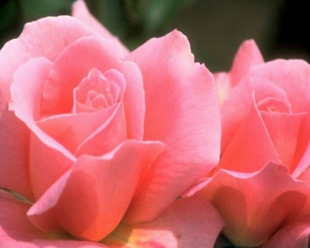 2 Pretty Pink Roses - Pretty, Two, Pink, Roses