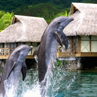 Dolphins jumping and playing in the Blue Lagoon at Tropical Paradise Island Moorea Polynesia