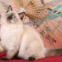 cute ragdoll lady