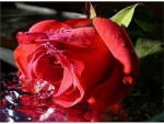 red rose reflection