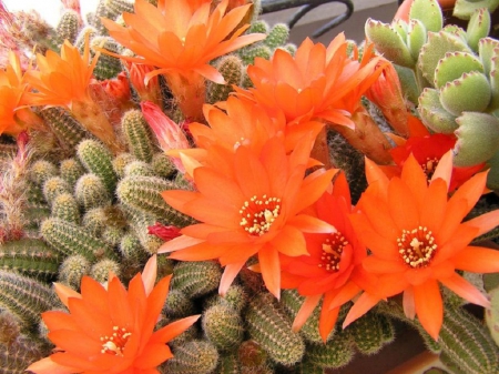 Cactus flowers - flowers, garden, cactus, nature