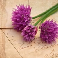 Letter with flowers