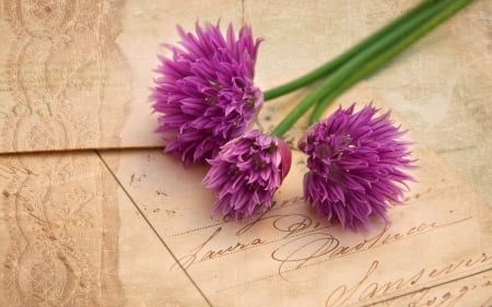 Letter with flowers - nice, love, passion, fresh, soft, delicate, tender, letter, pretty, romantic, beautiful, romance, gently, flowers, lvoely