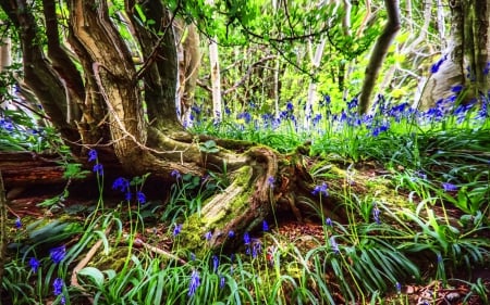 Forest fantasy - trees, branches, carpet, summer, beautiful, grass, forest, lovely, flowers, fantasy, nature, nice, woods