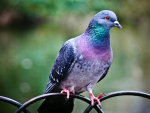 Beautiful Pigeon